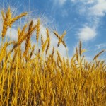 wheat wheat