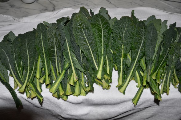 Kale: Health benefits, nutrition, diet, and risks