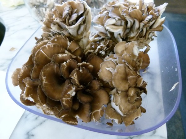 Hen of the Woods Mushrooms, aka Maitake mushrooms