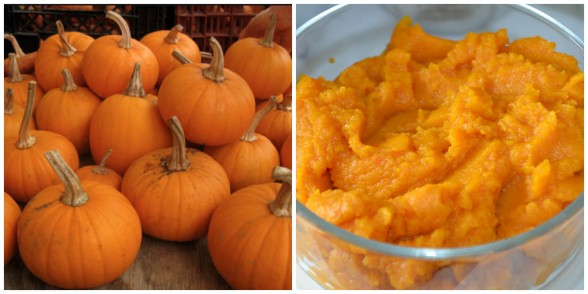 pumpkin love | pamela salzman