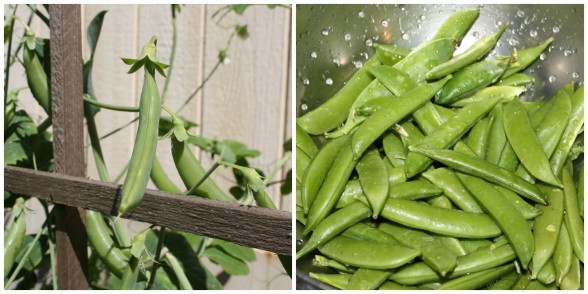 sugar snap peas