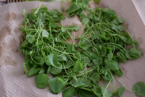 watercress