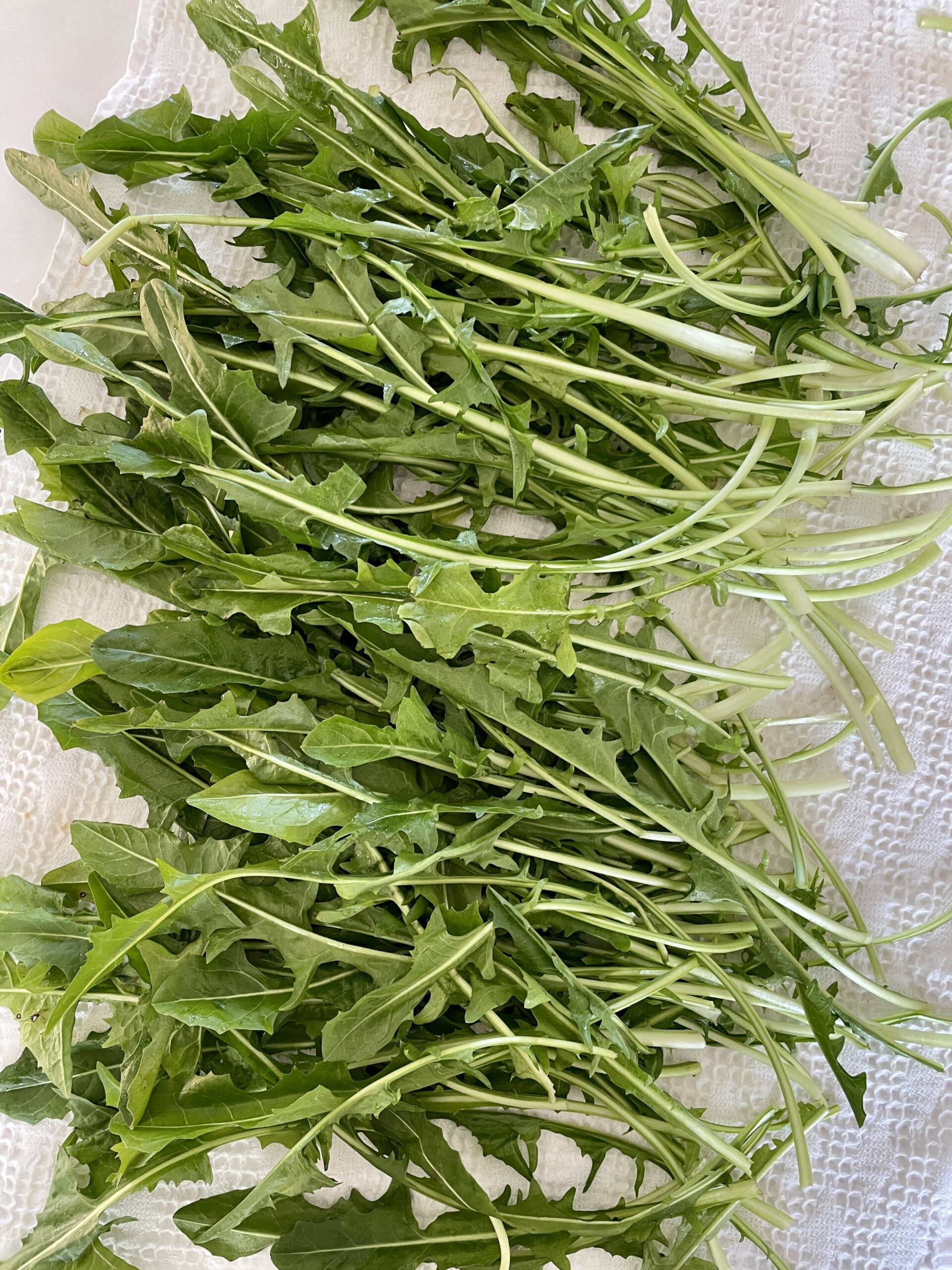 Fresh dandelion greens on a paper towel ready to be washed for a dandelion salad.